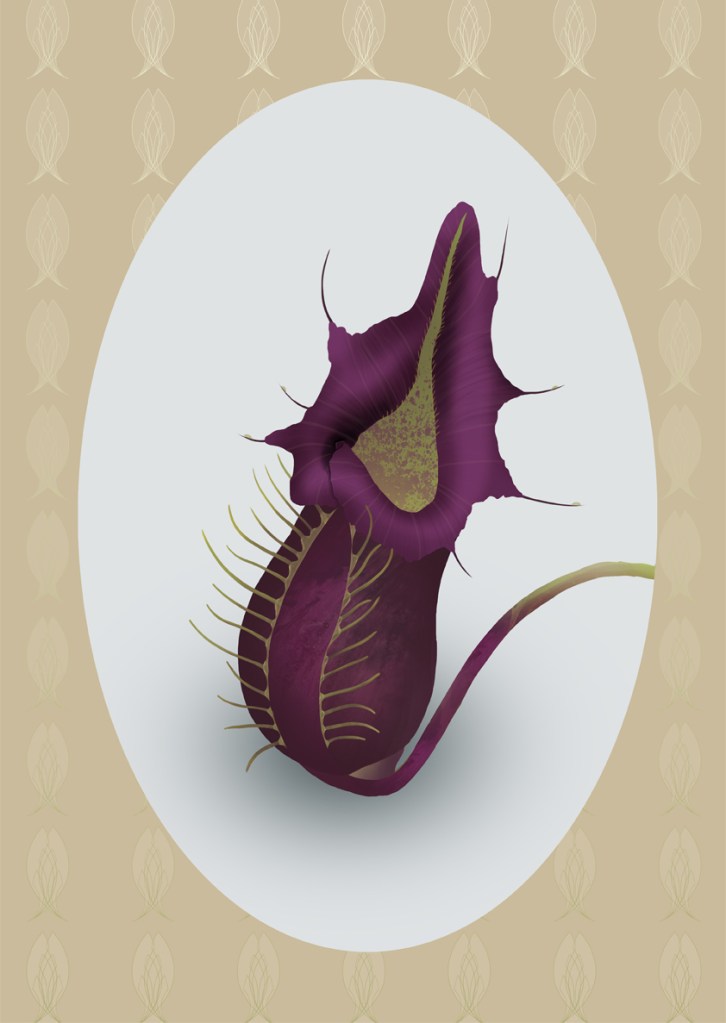 Nepenthes